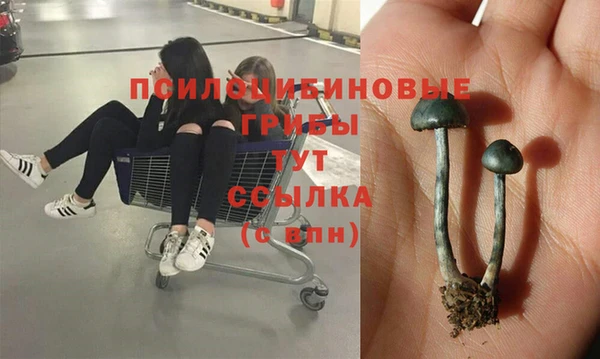 гидра Арсеньев